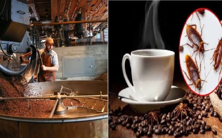 Cockroach coffee- The strange experiment:  China’s new brew that tests humanity's limit.