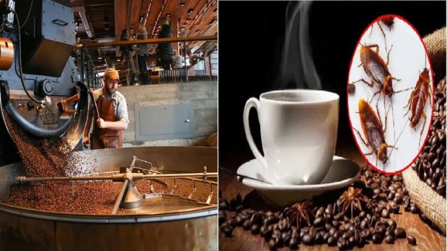 Cockroach coffee- The strange experiment:  China’s new brew that tests humanity's limit.